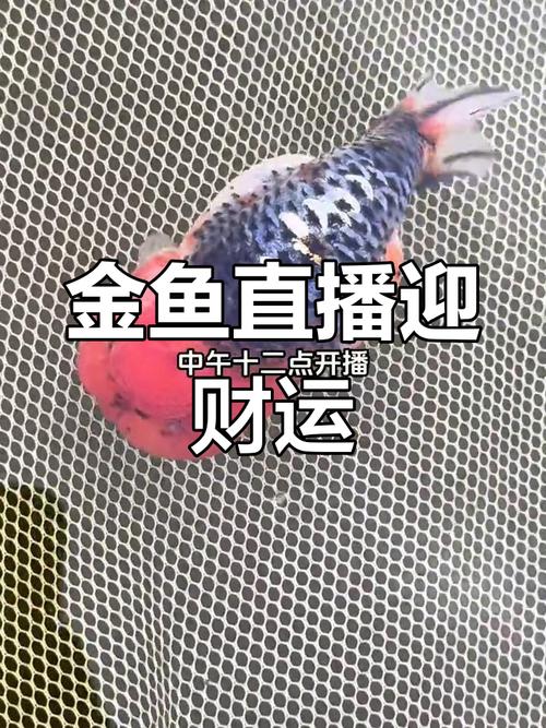金鱼直播