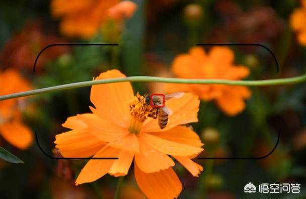 单点聚焦和多点聚焦有什么不同