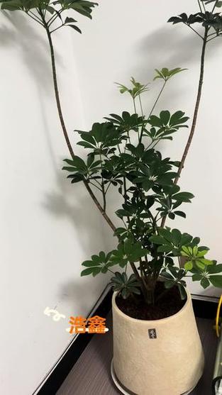 鸭掌木叶子不舒展咋回事