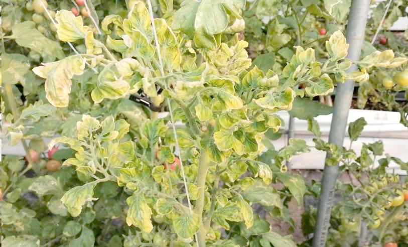 番茄顶部叶子蔫了