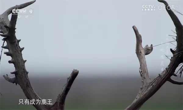 溯缘免费版