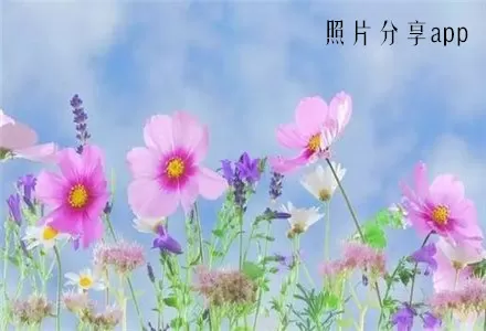 逃婚警花免费版